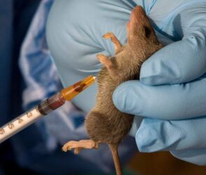 Lassa Fever