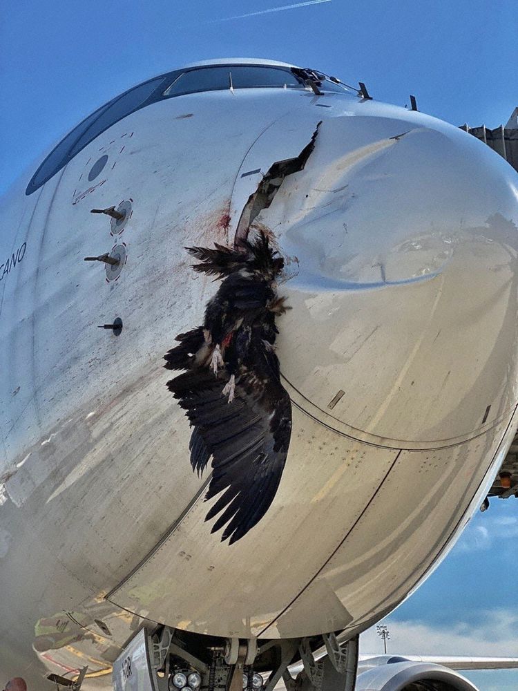 Bird strikes